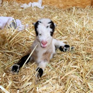 baby goat farm homestead
