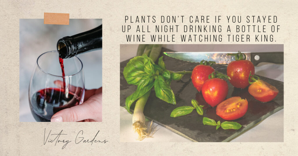 plants don't care if you drank wine and watched tiger king all night