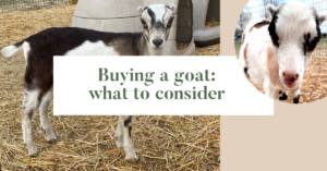 Buying a goat: what to consider