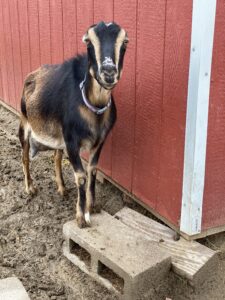 Buying a goat: pick your breed